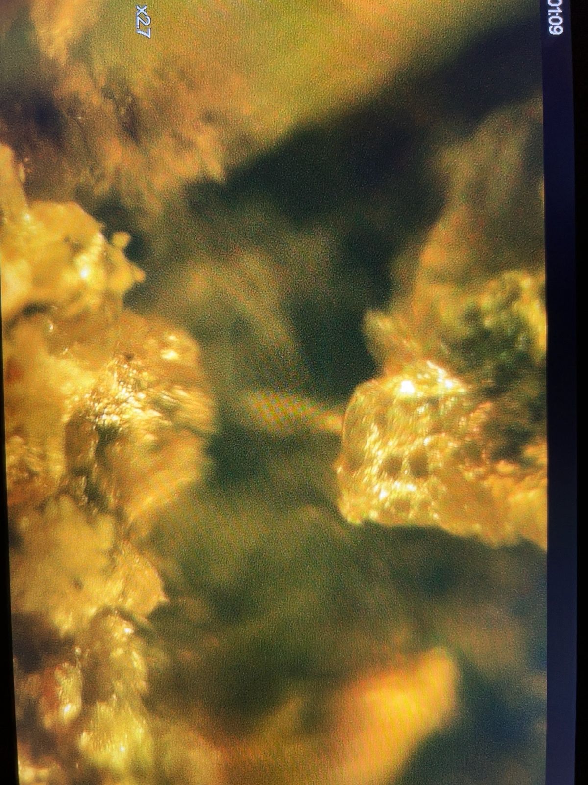 Golden-toned Microscopic Features