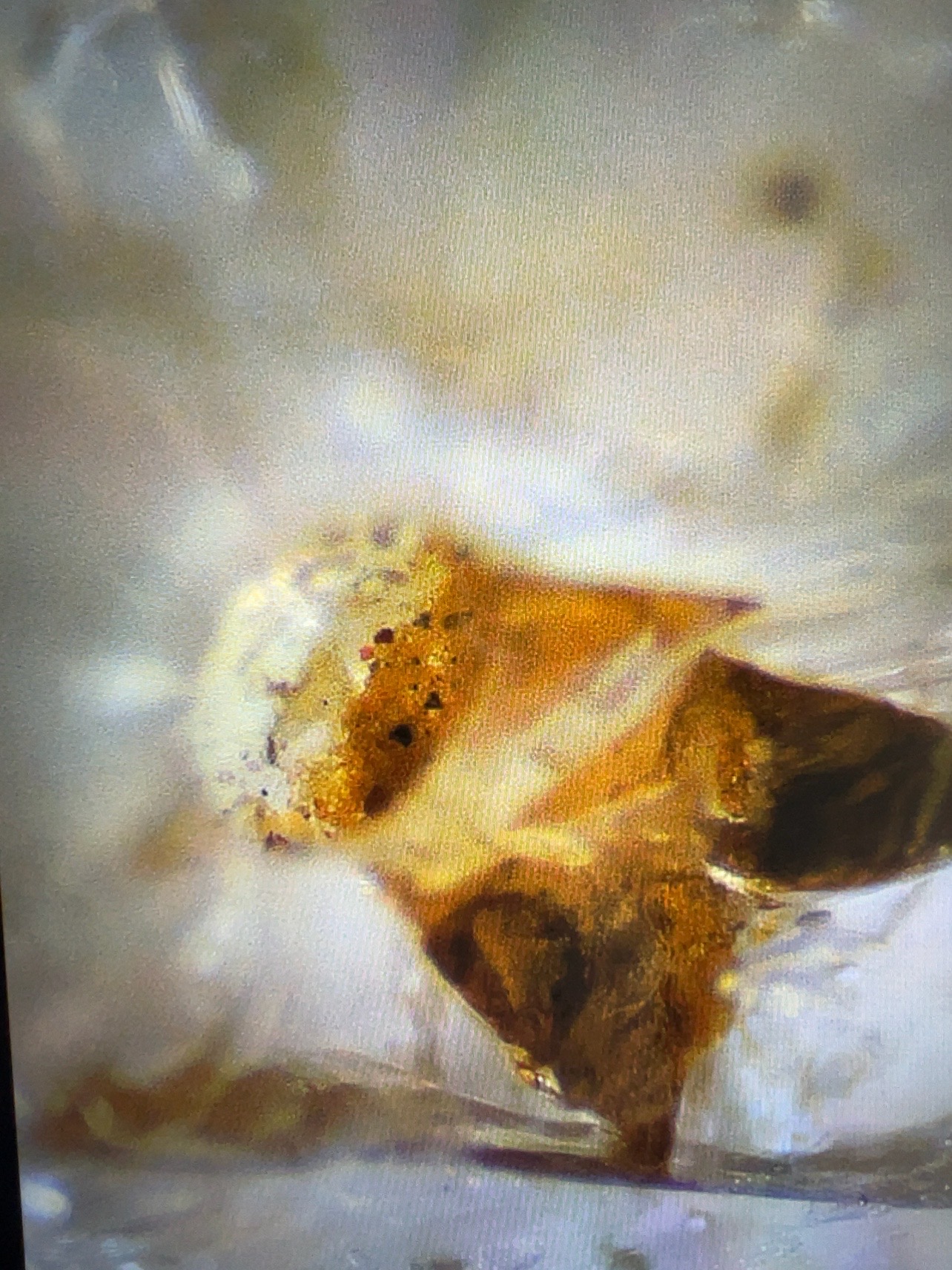 Longitudinal yellow inclusion in a treated sapphire under microscopic illumination